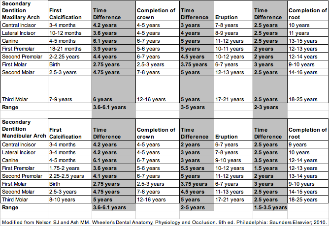 Permanent Tooth Development Table.png